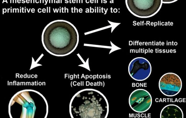 What is a Stem Cell?